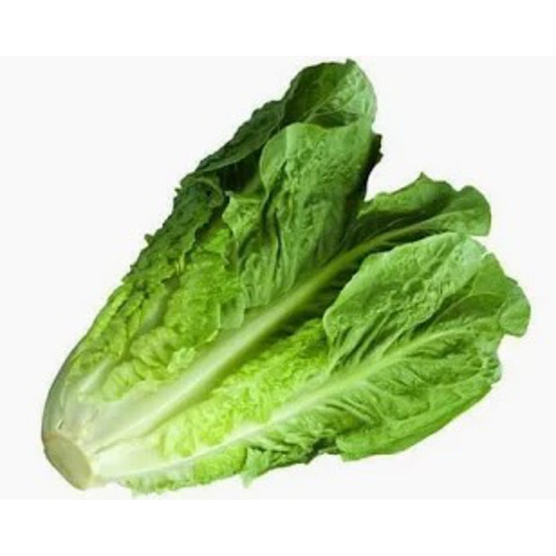 Romaine Lettuce 1 kg