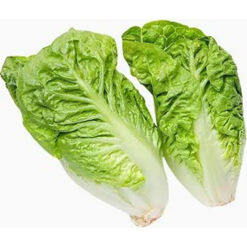Romaine Lettuce 1 kg