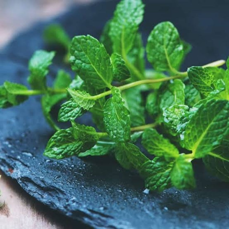 fresh mint 100gm